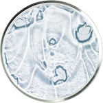 Niacinamide Skincare