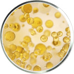 Omega 3 and 6 Skincare