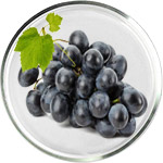 Resveratrol Skincare