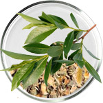 Salicylic Acid Skincare